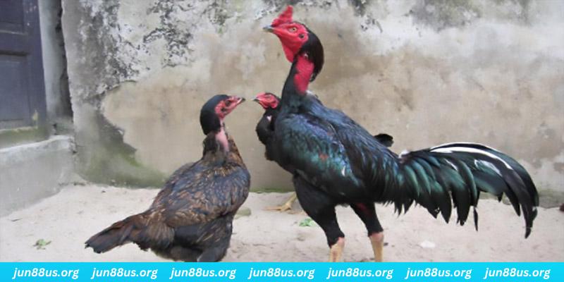 by88 club casino hồ tràm có cho người việt vào không